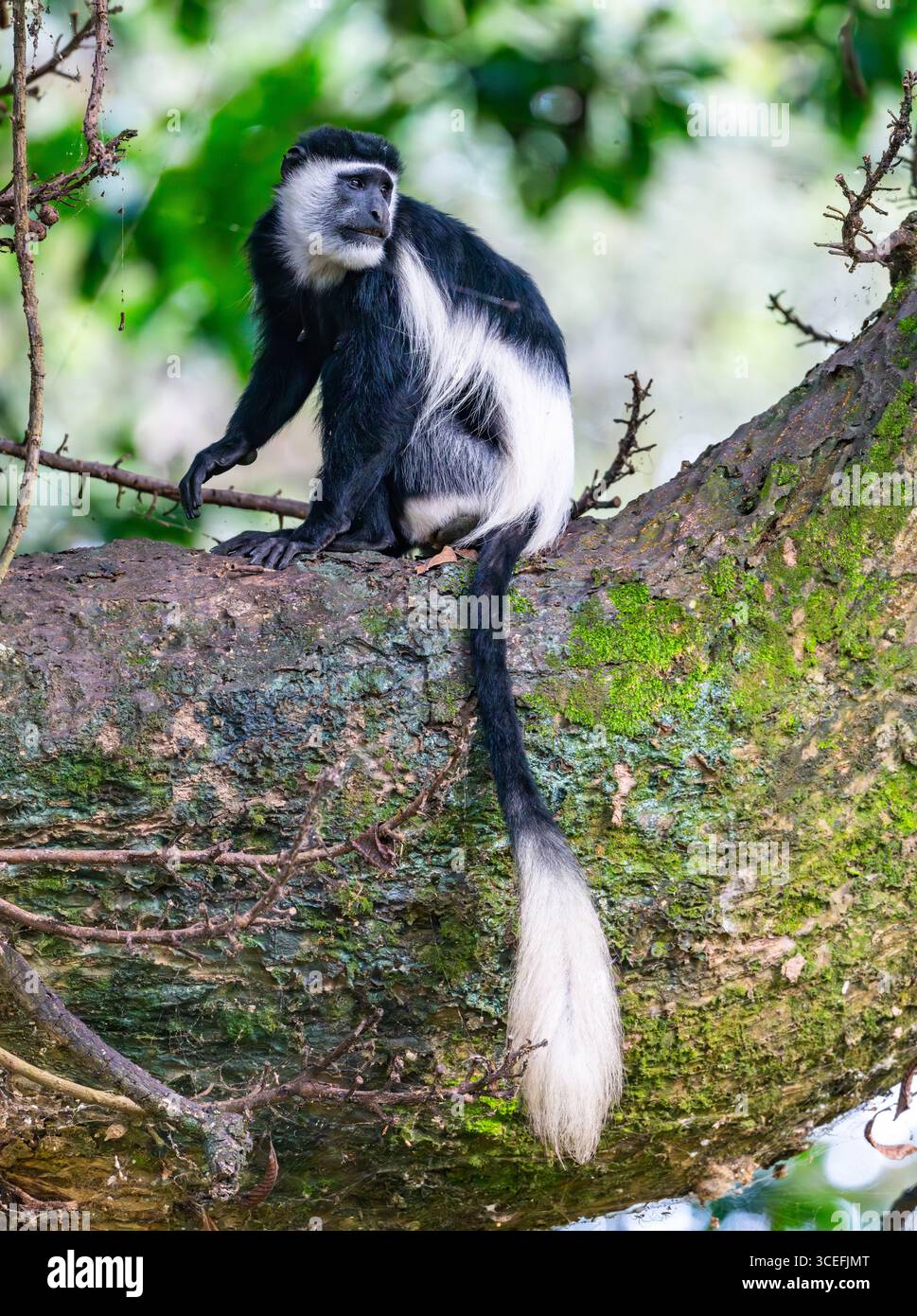 Una scimmia Colobus in bianco e nero orientale (Colobus guereza), o Mantled Guereza, seduta su un albero. Uganda, Africa. Foto Stock