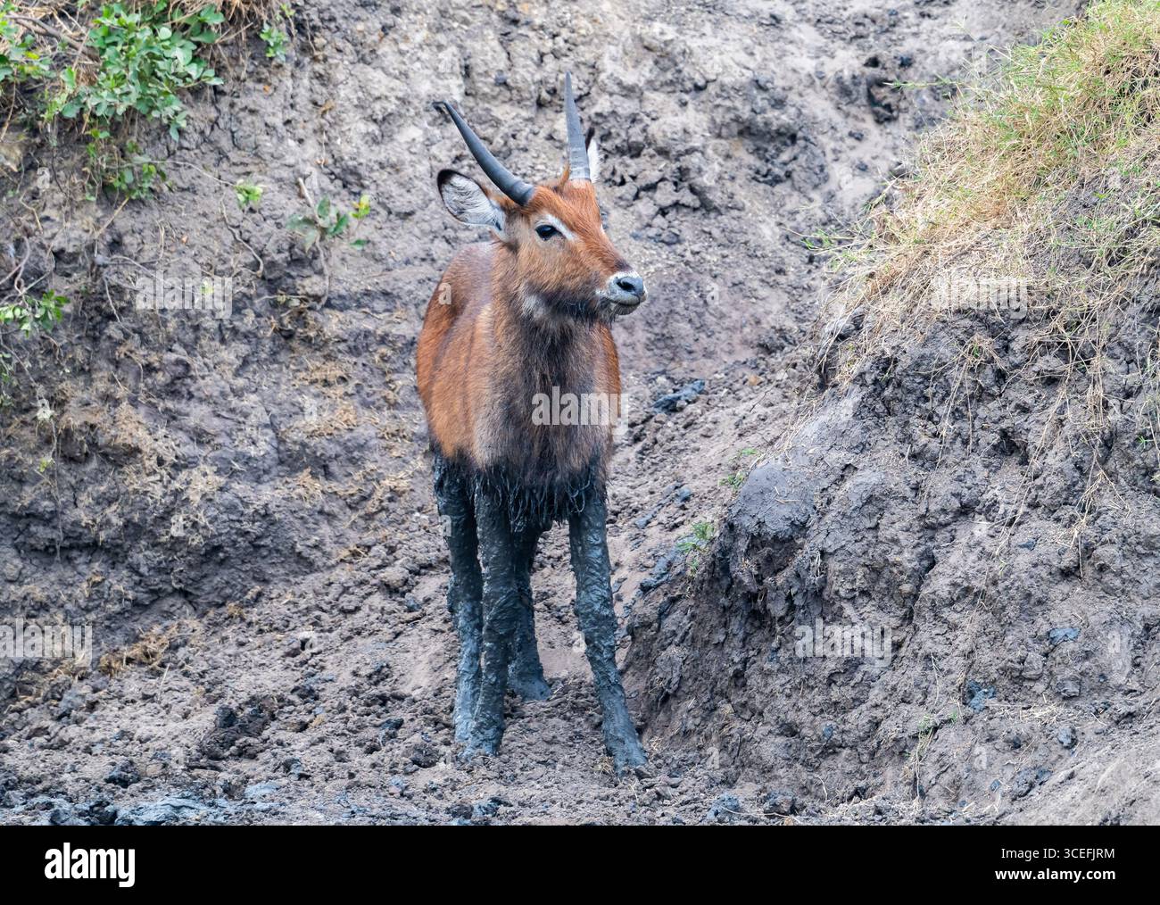 Un giovane Waterbuck (Kobus ellipsiprymnus) con gambe fangose in una pozza d'acqua. Parco nazionale del lago Mburo, Uganda, Africa. Foto Stock