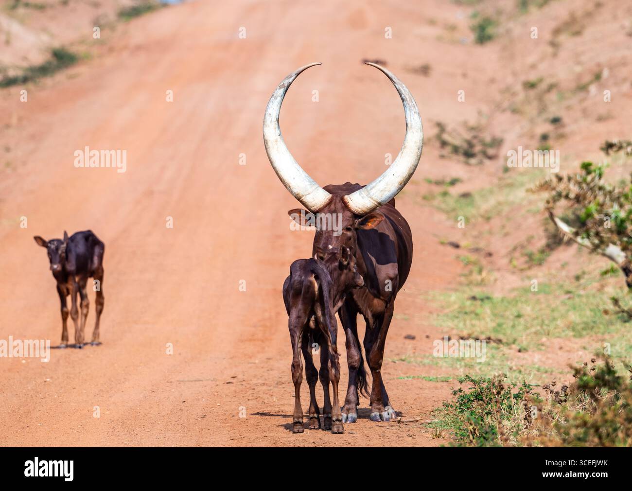 Un bestiame Ankole-Watusi con le sue distinte corna lunghe. Uganda, Africa. Foto Stock