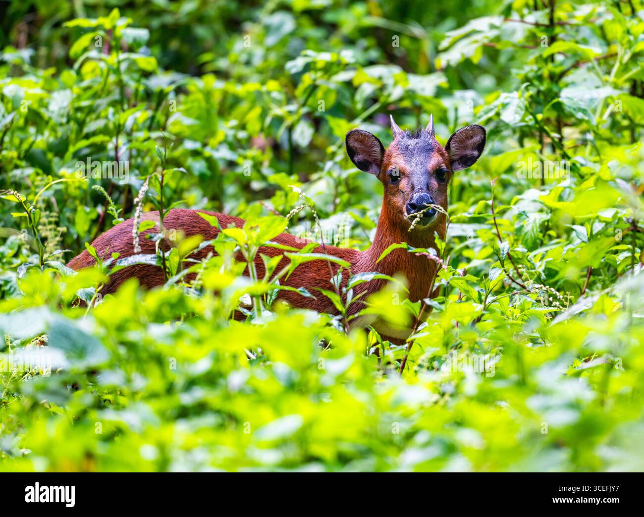 Un Duiker con la fronte nera (Cephalophus nigrifrons) che si forgia nella foresta. Bwindi Impenetrable Forest National Park, Uganda, Africa. Foto Stock