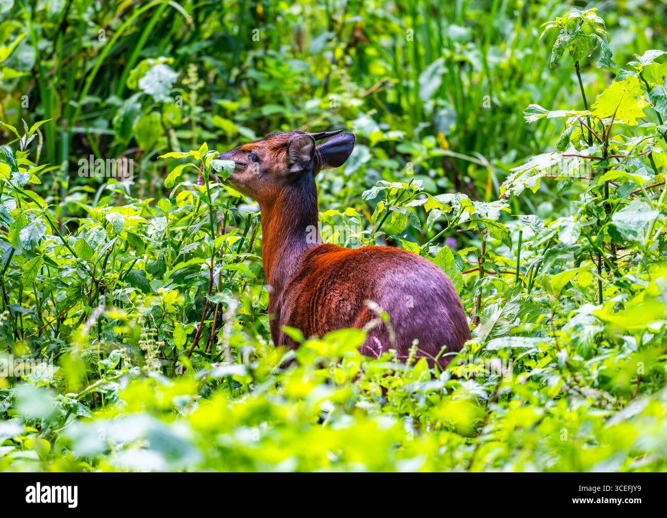 Un Duiker con la fronte nera (Cephalophus nigrifrons) che si forgia nella foresta. Bwindi Impenetrable Forest National Park, Uganda, Africa. Foto Stock