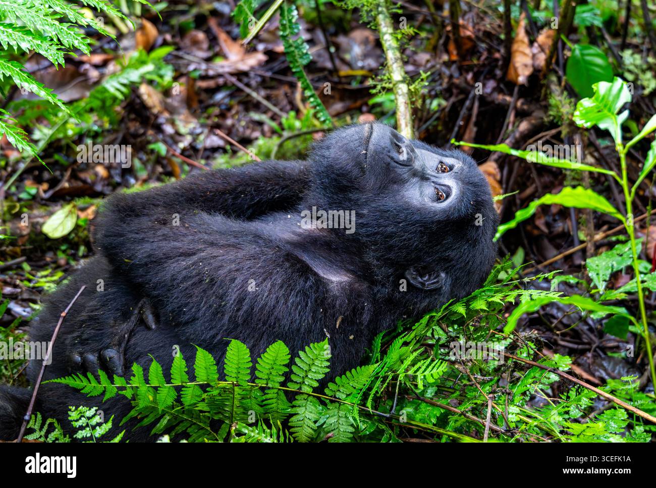 Una Gorilla di montagna femminile (Gorilla beringei ssp. beringei) riposare nella foresta. Parco nazionale impenetrabile di Bwindi, Uganda, Africa. Foto Stock