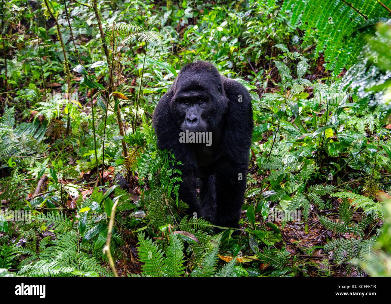 Una Gorilla silverback Mountain (Gorilla beringei ssp. beringei) nella foresta. Parco nazionale impenetrabile di Bwindi, Uganda, Africa. Foto Stock