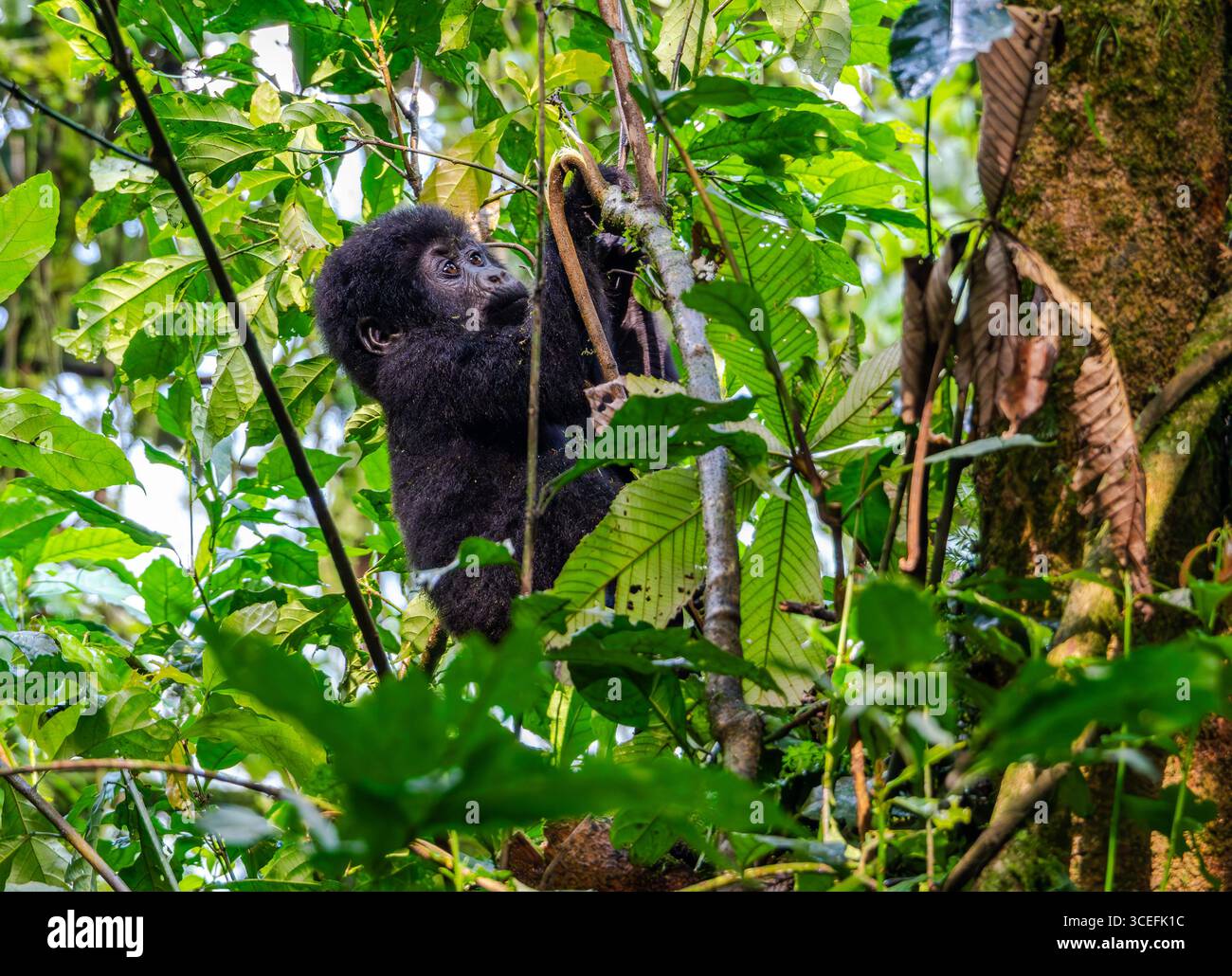 Una piccola Gorilla di montagna (Gorilla beringei ssp. beringei) giocare nella foresta. Parco nazionale impenetrabile di Bwindi, Uganda, Africa. Foto Stock
