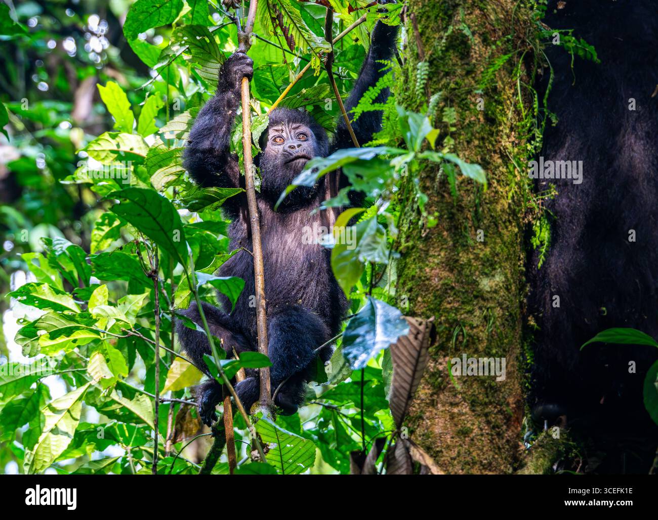 Una piccola Gorilla di montagna (Gorilla beringei ssp. beringei) giocare nella foresta. Parco nazionale impenetrabile di Bwindi, Uganda, Africa. Foto Stock