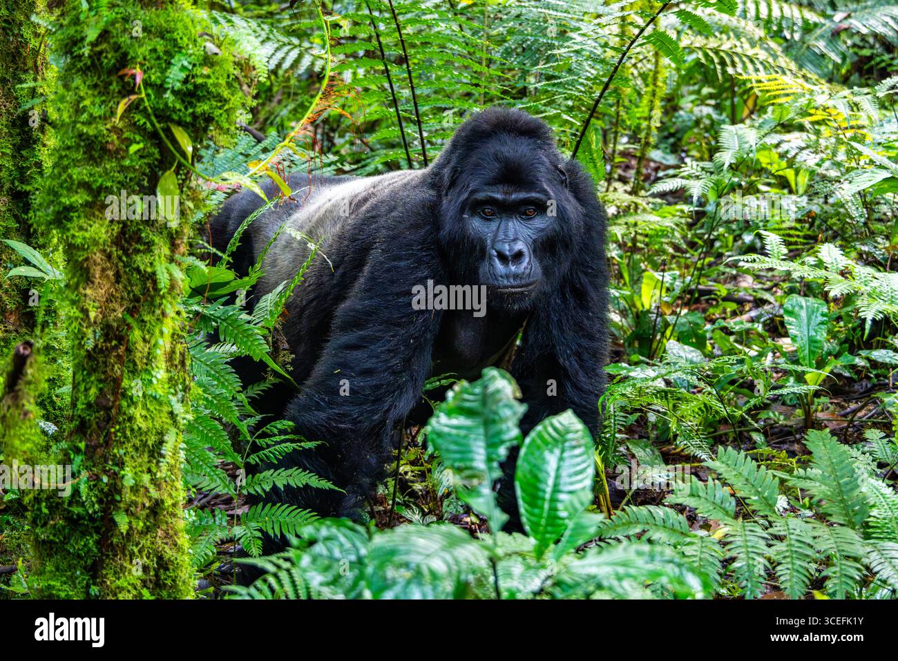 Una Gorilla silverback Mountain (Gorilla beringei ssp. beringei) nella foresta. Parco nazionale impenetrabile di Bwindi, Uganda, Africa. Foto Stock