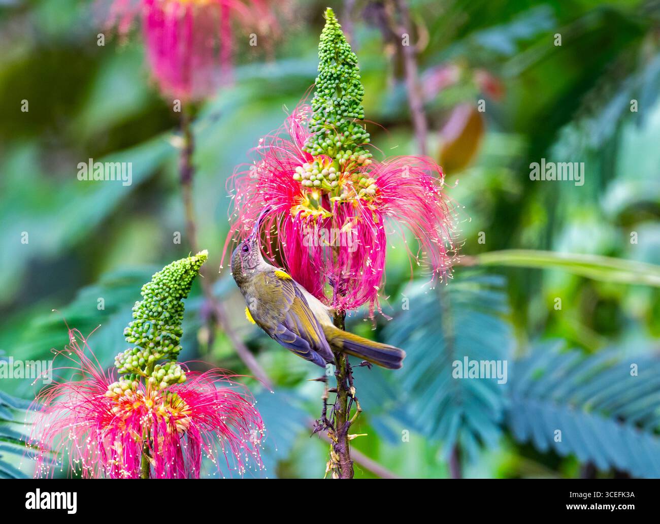 Un uccello di ulivo (Cyanomitra olivacea) che si nutre di fiori. Bwindi Impenetrable Forest National Park, Uganda, Africa. Foto Stock