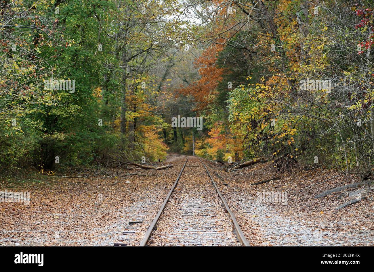 Ferrovia nella foresta - Rock Island State Park, Tennessee Foto Stock
