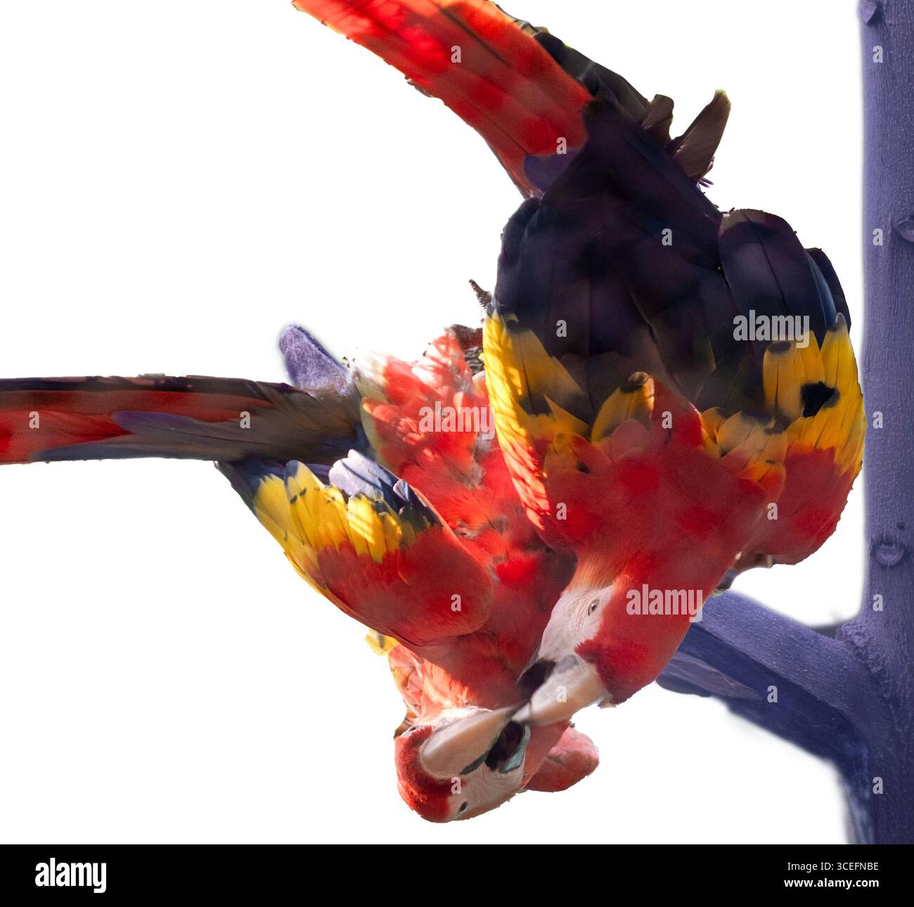 Vibranti macachi in un momento intimo al Karnataka Reserve Forest Safari, che mostra la bellezza dell'amore, della fauna selvatica e degli uccelli esotici. Foto Stock