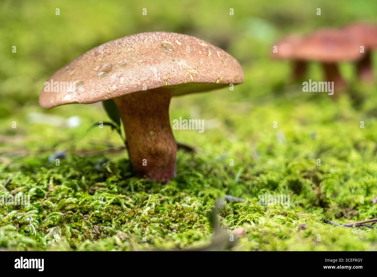 Funghi selvatici che crescono in un cortile a Metro Atlanta, Georgia. (USA) Foto Stock
