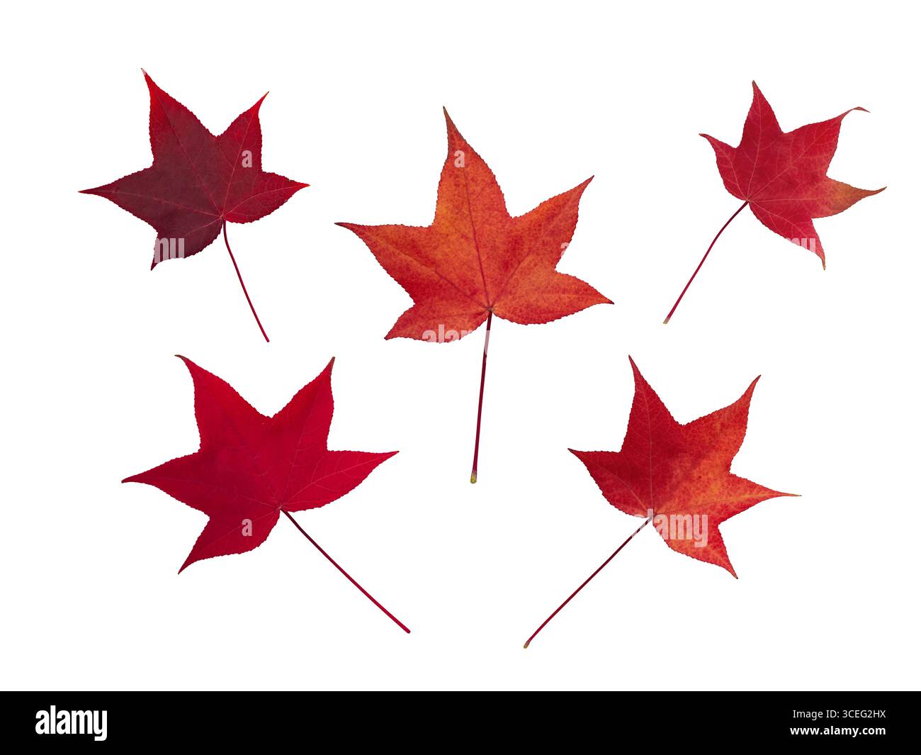 Cinque foglie autunnali rosse di liquidambar o Sweetgum isolate su sfondo bianco. Perfetto per i design stagionali. Foto Stock