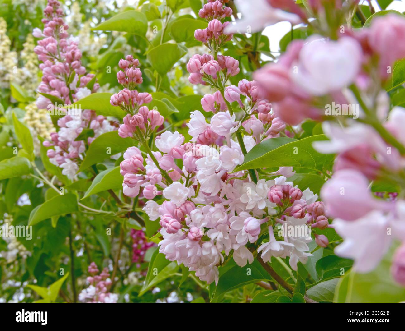 Primo piano di gruppi di syylan vulgaris con doppi fiori rosa perla che si affievoliscono al bianco, foglie verdi lussureggianti, che fioriscono alla luce del sole primaverile. Foto Stock