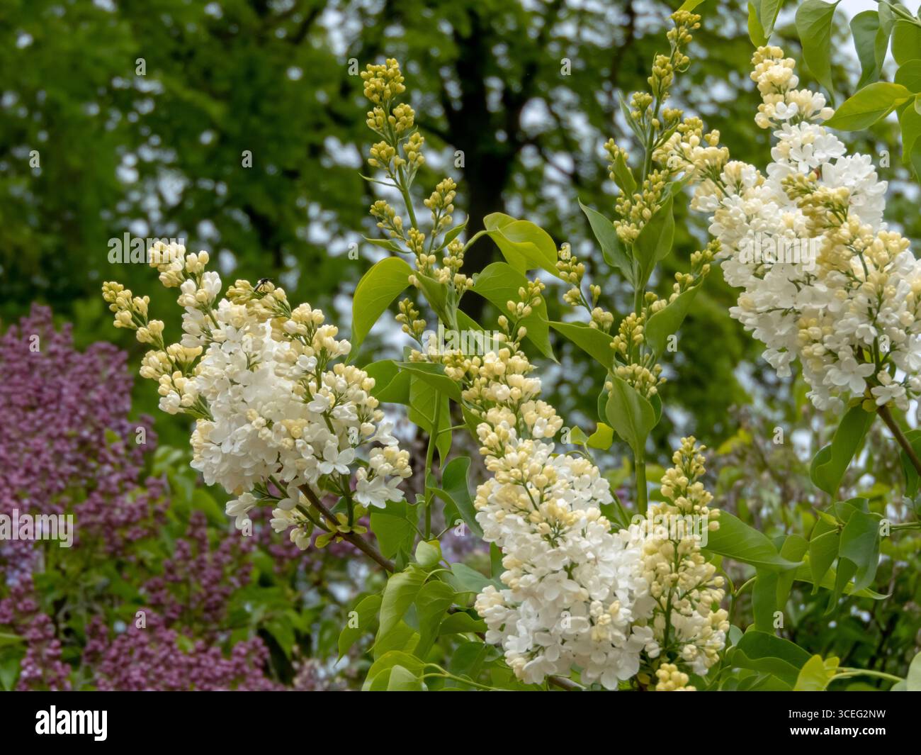 Rami da giardino di lilla bianca con grandi fiori semplici, ampi petali con punte curve, che fioriscono da gemme giallastro su Syylan vulgaris Foto Stock