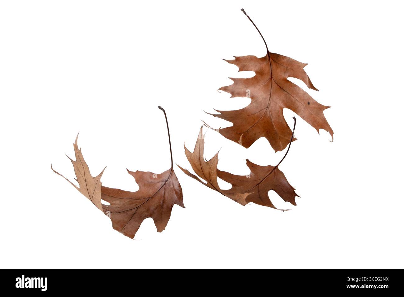 Foglie di rovere marrone asciutto e arricciate, isolate su fondo bianco. Natura autunnale, decadimento, texture stagionali ed elementi decorativi rustici. Foto Stock