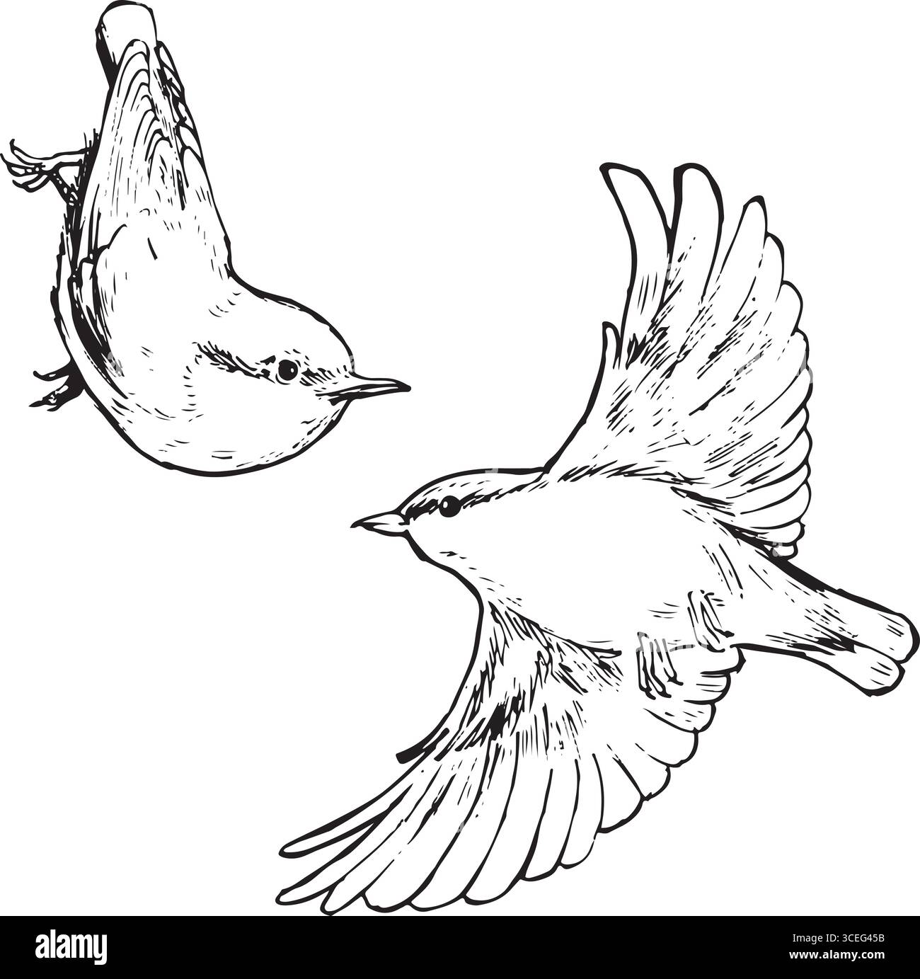 Volo di uccello Nuthatch e schizzi seduti. Disegni in bianco e nero per il movimento degli uccelli. Illustrazione con inchiostro per birdwatching naturale. Semplice grafica vettoriale testurizzata Illustrazione Vettoriale