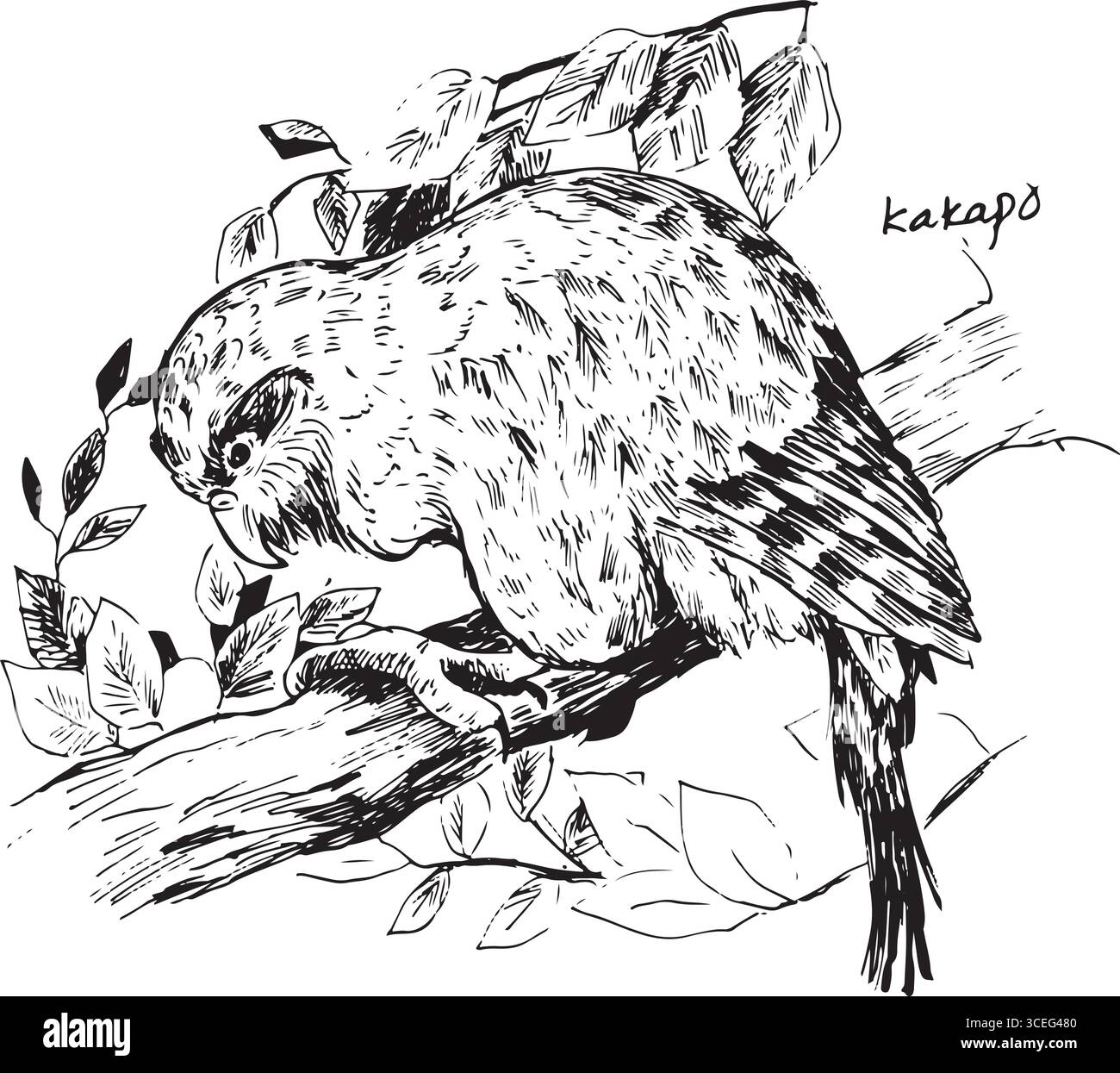 Illustrazione con inchiostro di uccello kakapo. Un uccello accovacciato su un ramo di un albero illustrazione vintage. Uccello endemico della nuova Zelanda. Bianco e nero vettore natura bir Illustrazione Vettoriale