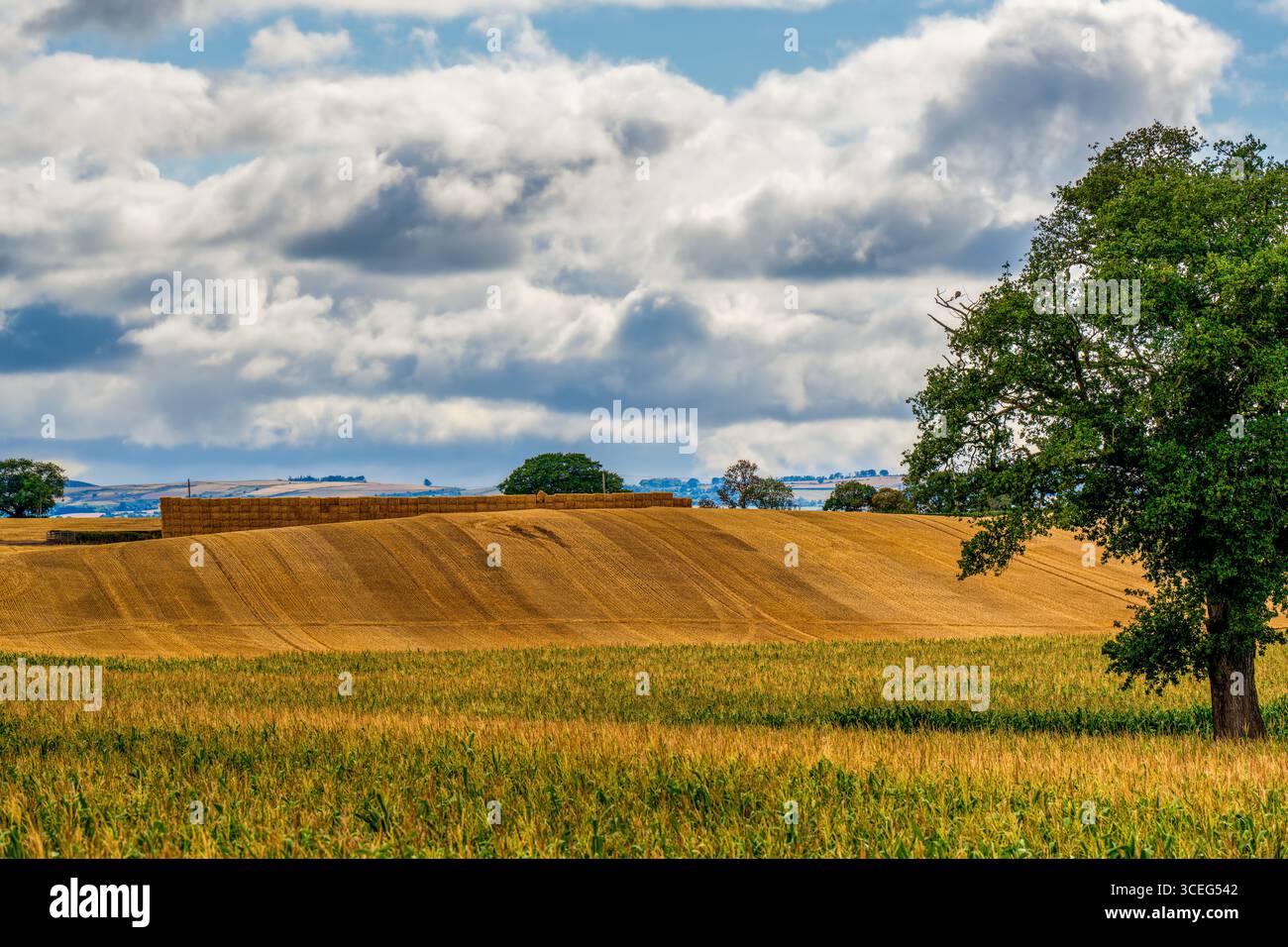 Campi d'oro sotto un cielo spettacolare Foto Stock