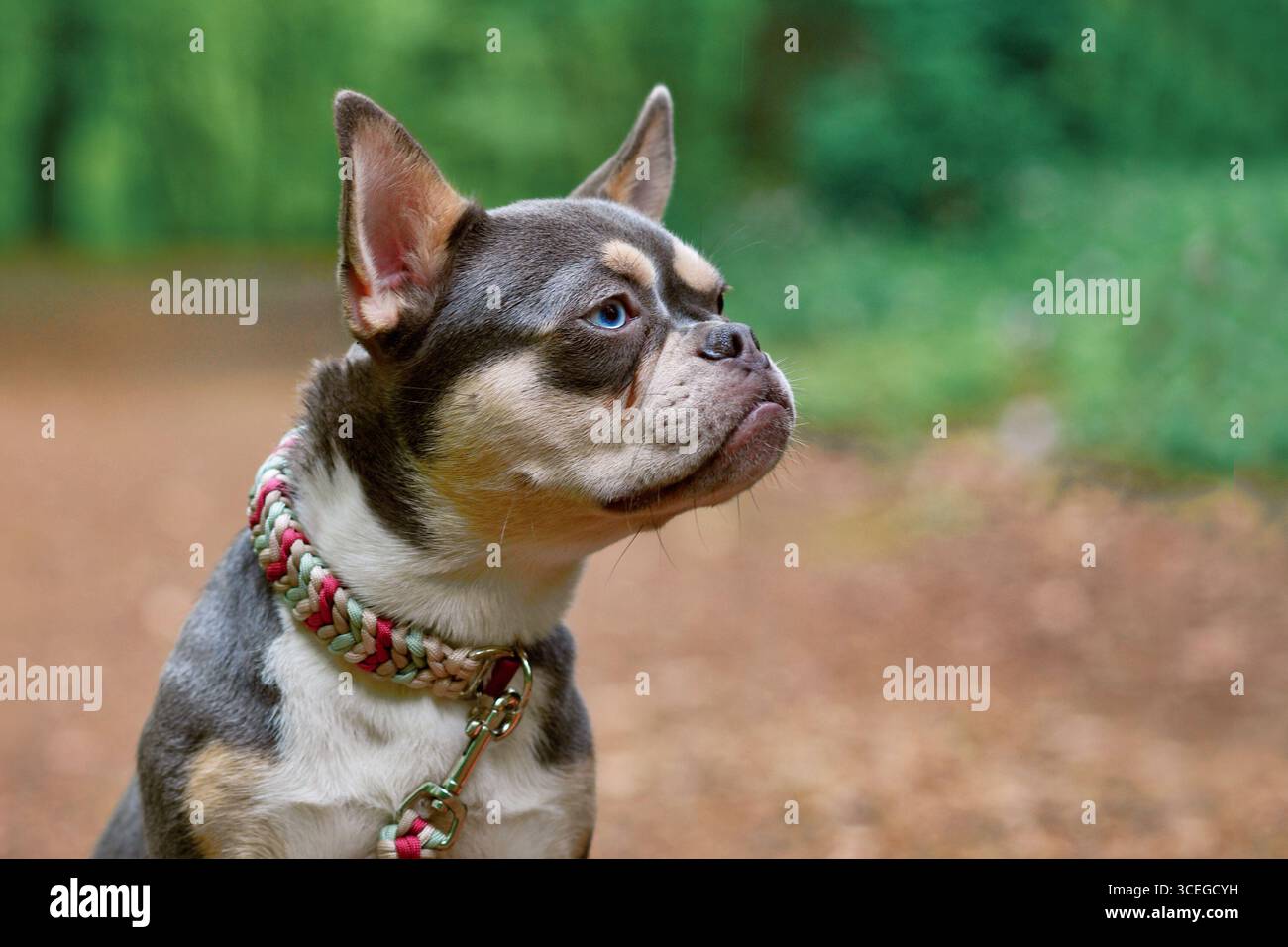 Bulldog francese marrone arancio lilla con naso lungo e sano e collare paracord nella foresta Foto Stock