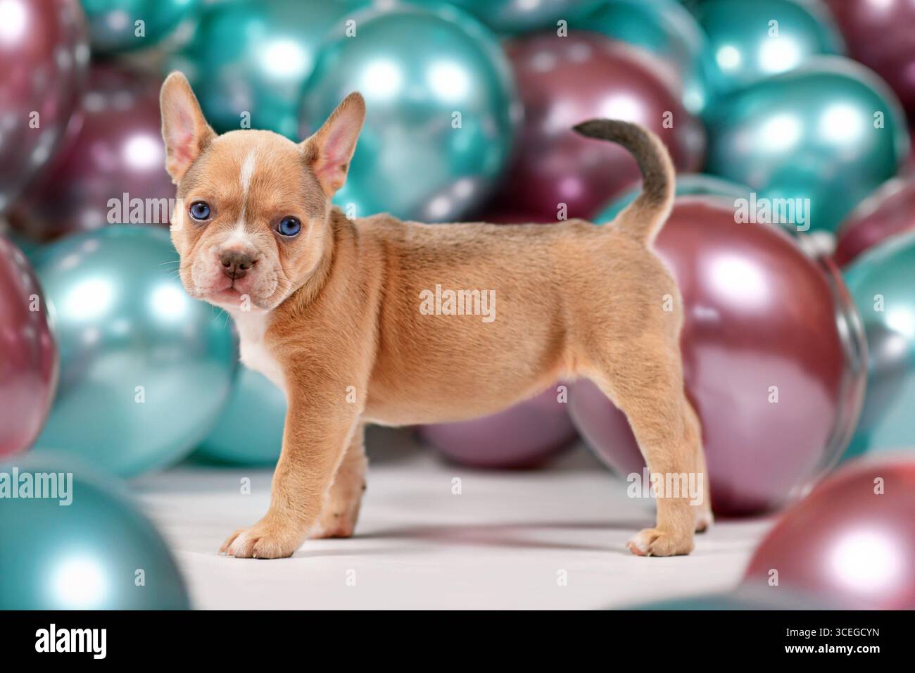 Cucciolo di cane Bulldog francese giovane e sano con la coda in piedi in fornt di palloncini colorati Foto Stock