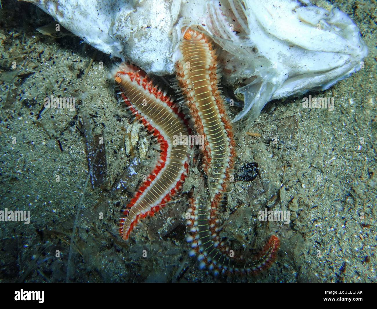 Due vermi policheti che si nutrono di un pesce morto, primo piano di scavatori marini nel loro ambiente acquatico naturale Foto Stock