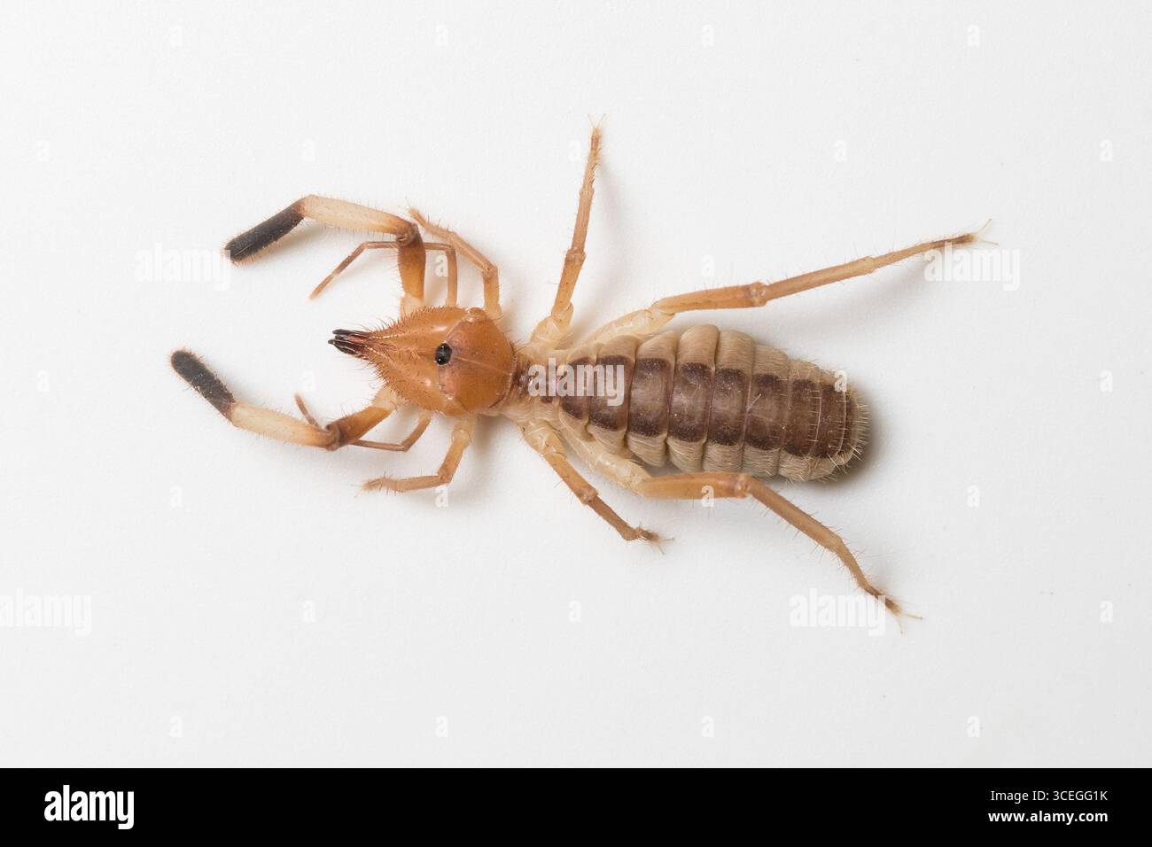 Primo piano di un ragno-cammello nel suo habitat naturale, vista dettagliata della struttura del corpo e della rete, macro fotografia della fauna selvatica Foto Stock