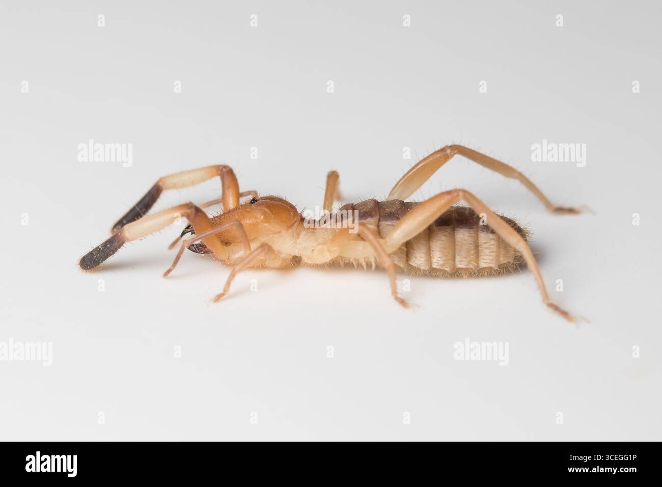 Primo piano di un ragno-cammello nel suo habitat naturale, vista dettagliata della struttura del corpo e della rete, macro fotografia della fauna selvatica Foto Stock