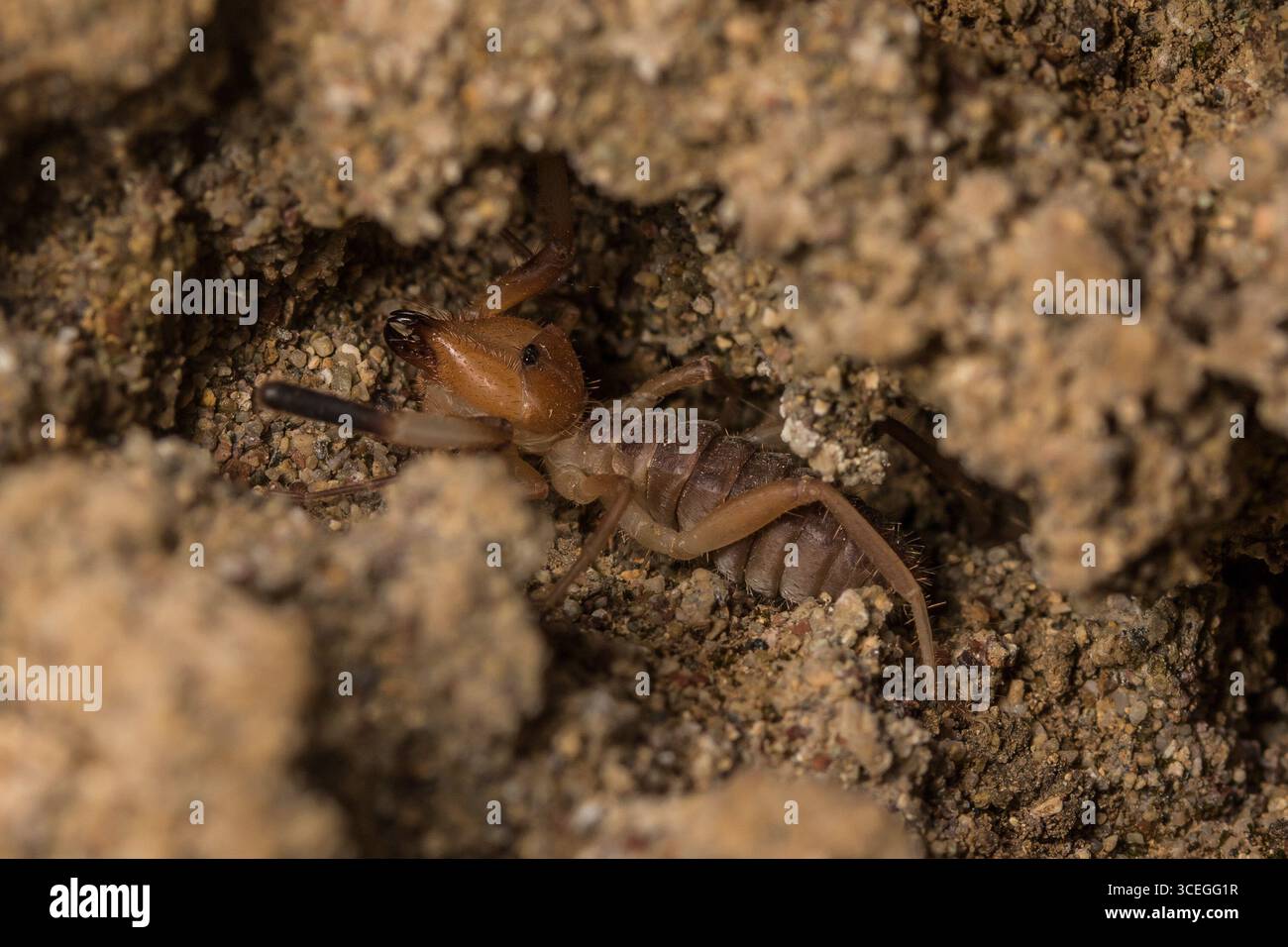 Primo piano di un ragno-cammello nel suo habitat naturale, vista dettagliata della struttura del corpo e della rete, macro fotografia della fauna selvatica Foto Stock