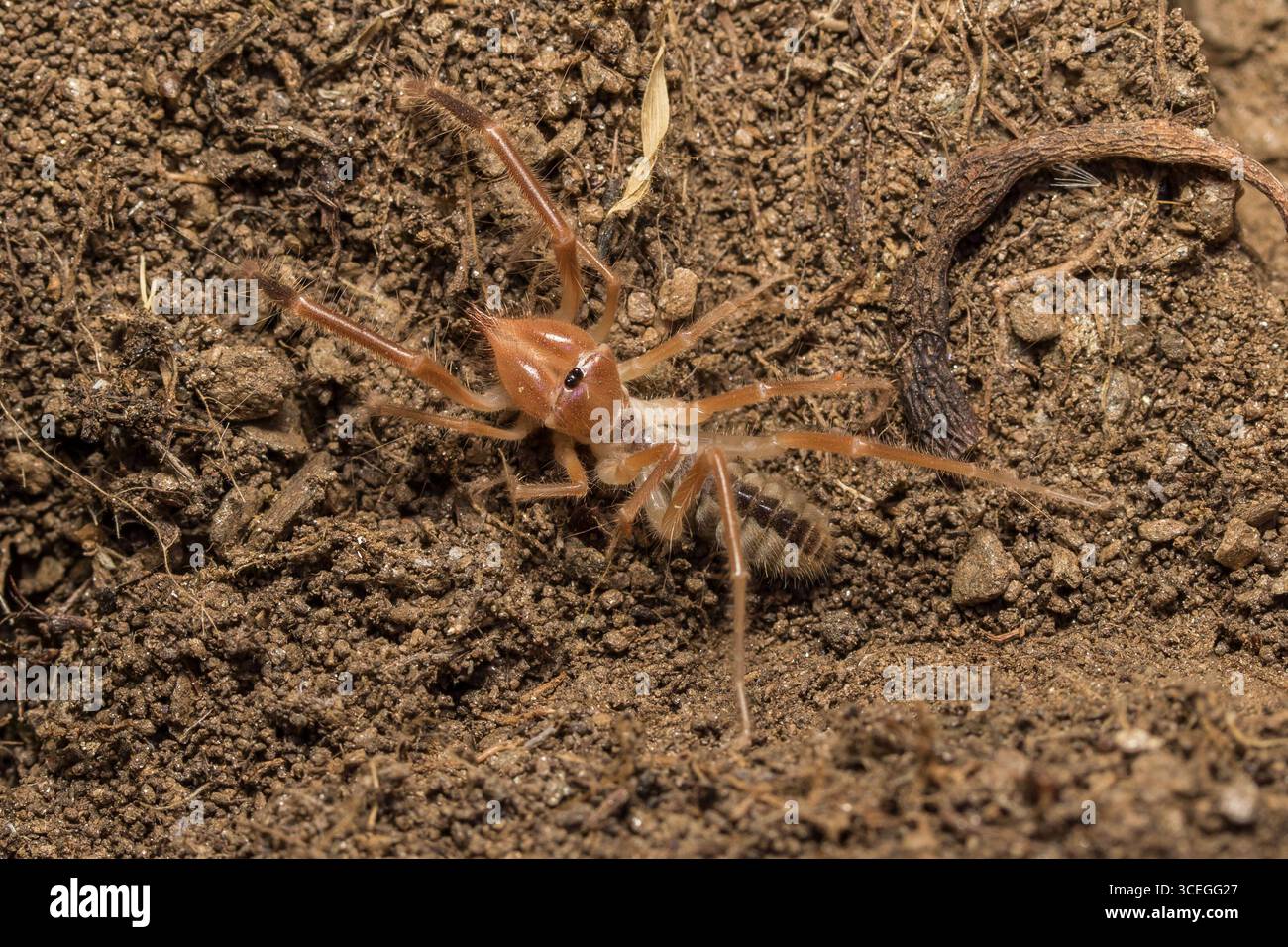 Primo piano di un ragno-cammello nel suo habitat naturale, vista dettagliata della struttura del corpo e della rete, macro fotografia della fauna selvatica Foto Stock