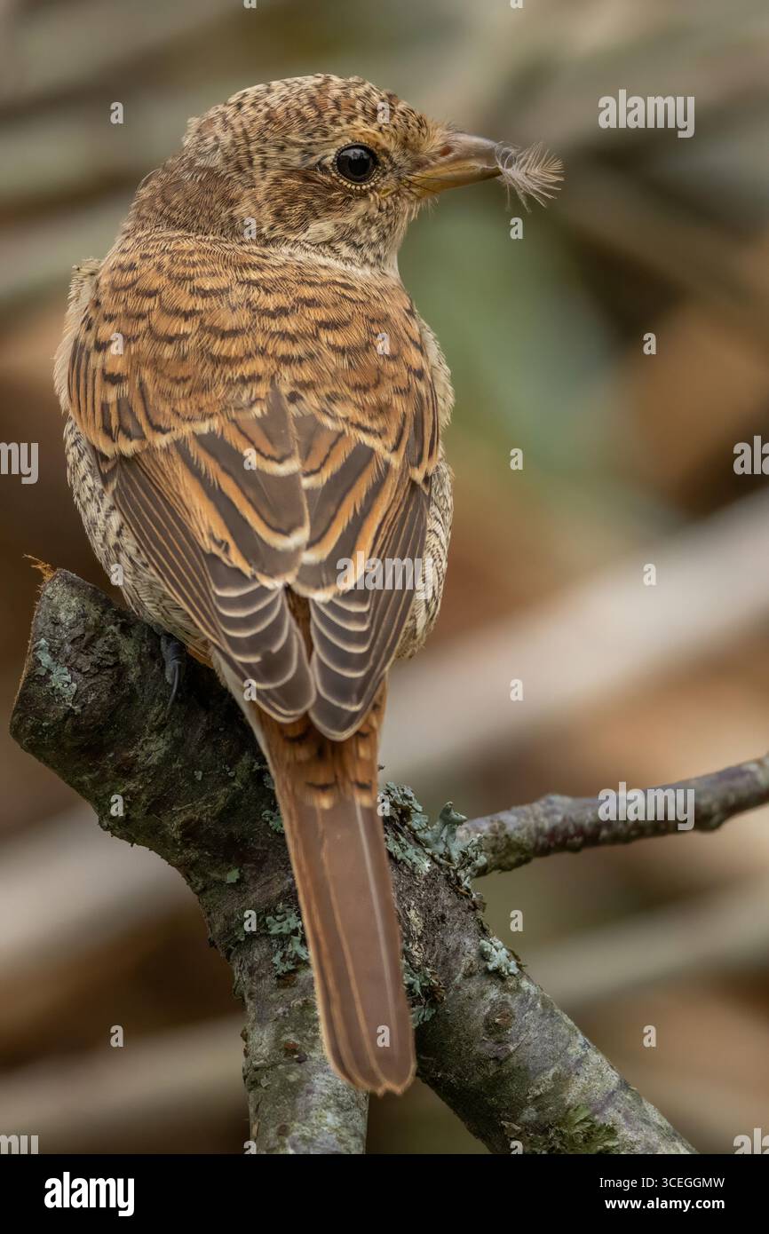 Shrike giovane di colore rosso seduto su un ramo d'albero. Gamberetto rosso, Lanius collurio, giovane uccello Foto Stock