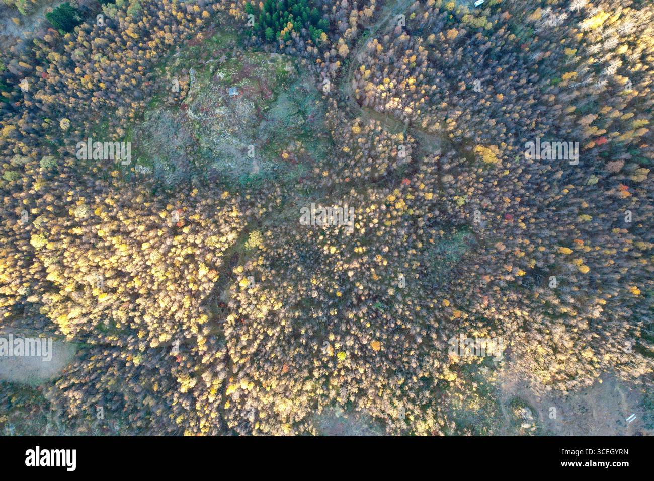 Veduta aerea di una fitta foresta dai colori autunnali che mostra un arazzo di oro, ambra e verde, Henningsvær, Nordland, Norvegia. Foto Stock