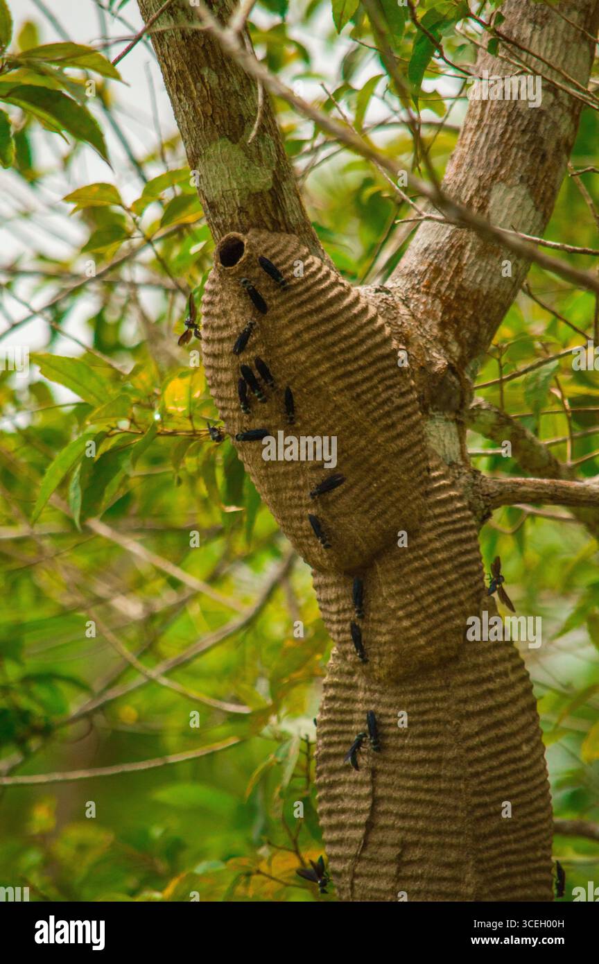 Le api raccolgono nettare su un albero a Putumayo, Colombia, mostrando la biodiversità della natura e l'interazione con la fauna selvatica. Foto Stock