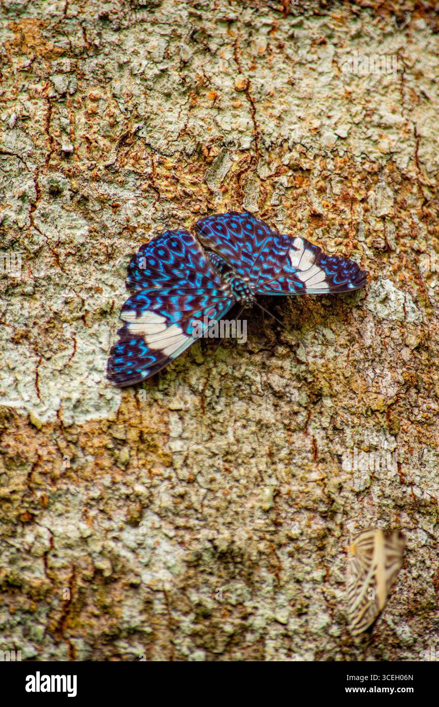 Una farfalla blu vibrante e nera arroccata su un tronco di albero testurizzato a Putumayo, Colombia, che mostra la bellezza della natura. Foto Stock