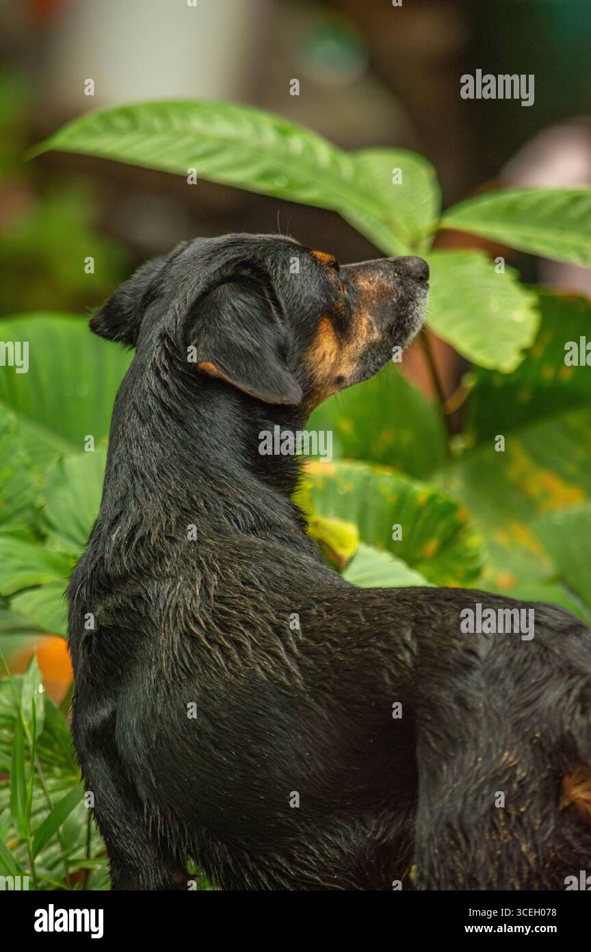 Un cane nero bagnato con accenti marroni guarda le foglie verdi lussureggianti a Putumayo, Colombia, catturando l'essenza della natura e della fauna selvatica. Foto Stock