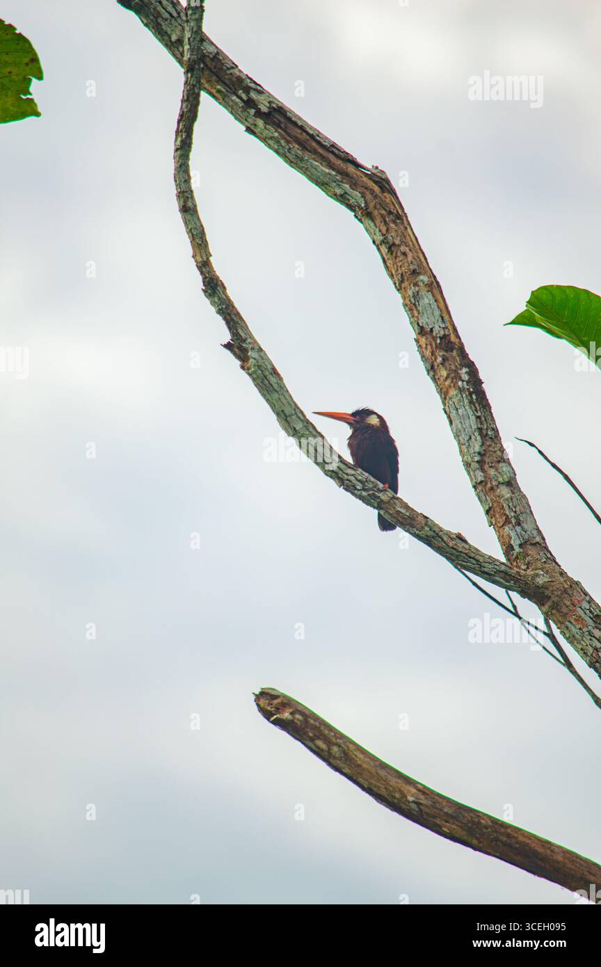 Un uccello vibrante arroccato su un ramo d'albero sullo sfondo del cielo offuscato a Putumayo, Colombia, che mostra la bellezza naturale della regione. Foto Stock