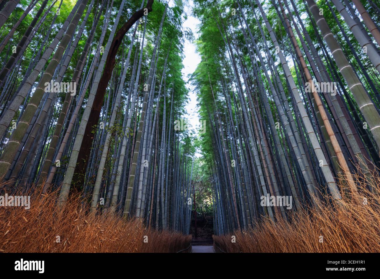 La Foresta di bambù di Arashiyama a Kyoto si illumina di colori vivaci e contrasto precoce, dove tronchi dai toni freddi e erbe calde definiscono un ritmo visivo pulito Foto Stock