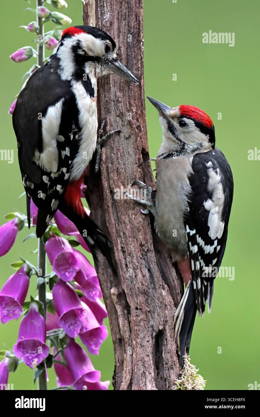 GRANDE PICCHIO MACULATO con giovani, Regno Unito. Foto Stock