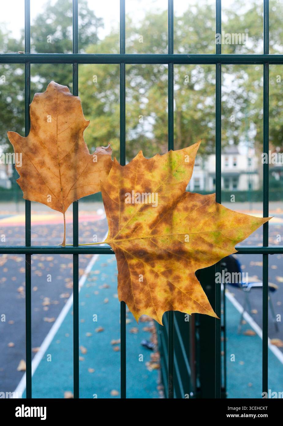 Londra, Regno Unito. 18 agosto 2025. Meteo nel Regno Unito: Segni di inizio autunno, foglie cadute nel nord di Londra. Crediti: Matthew Chattle/Alamy Live News Foto Stock