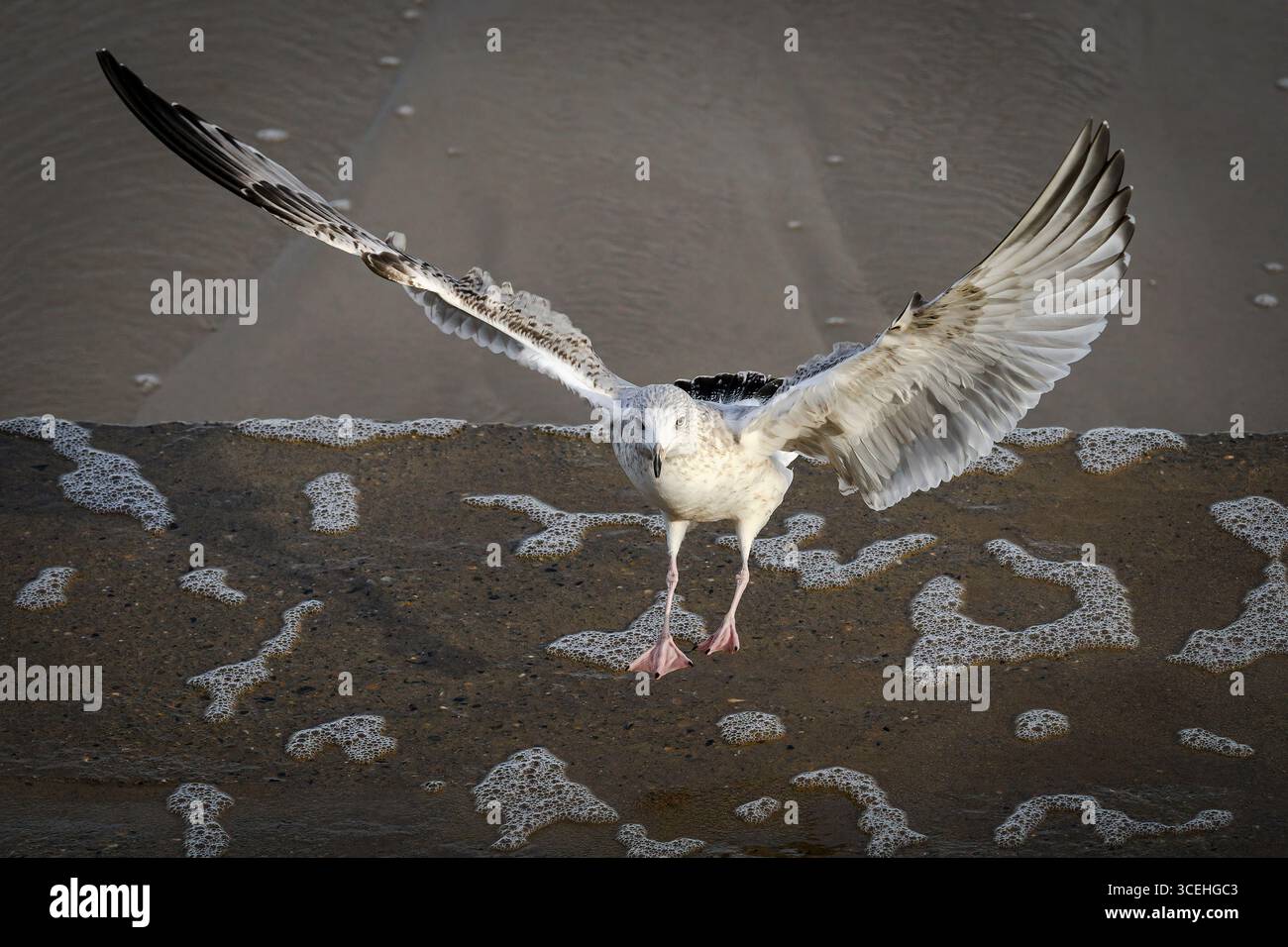 Gabbiano di aringa, Larus argentatus, uccello giovanile in volo sul mare Norfolk Foto Stock