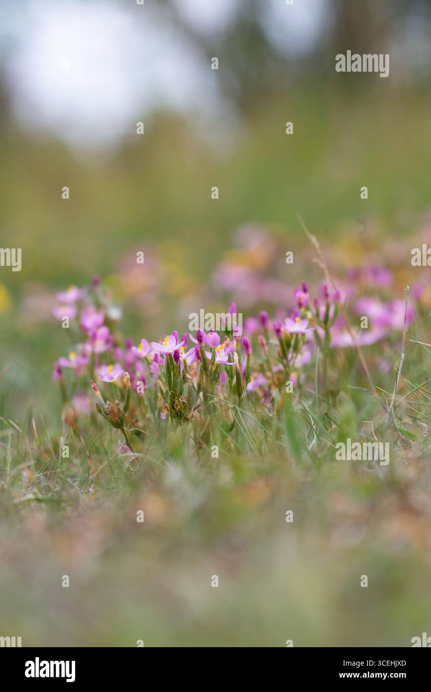 Comune, Centaury Centaurium erythraea Foto Stock