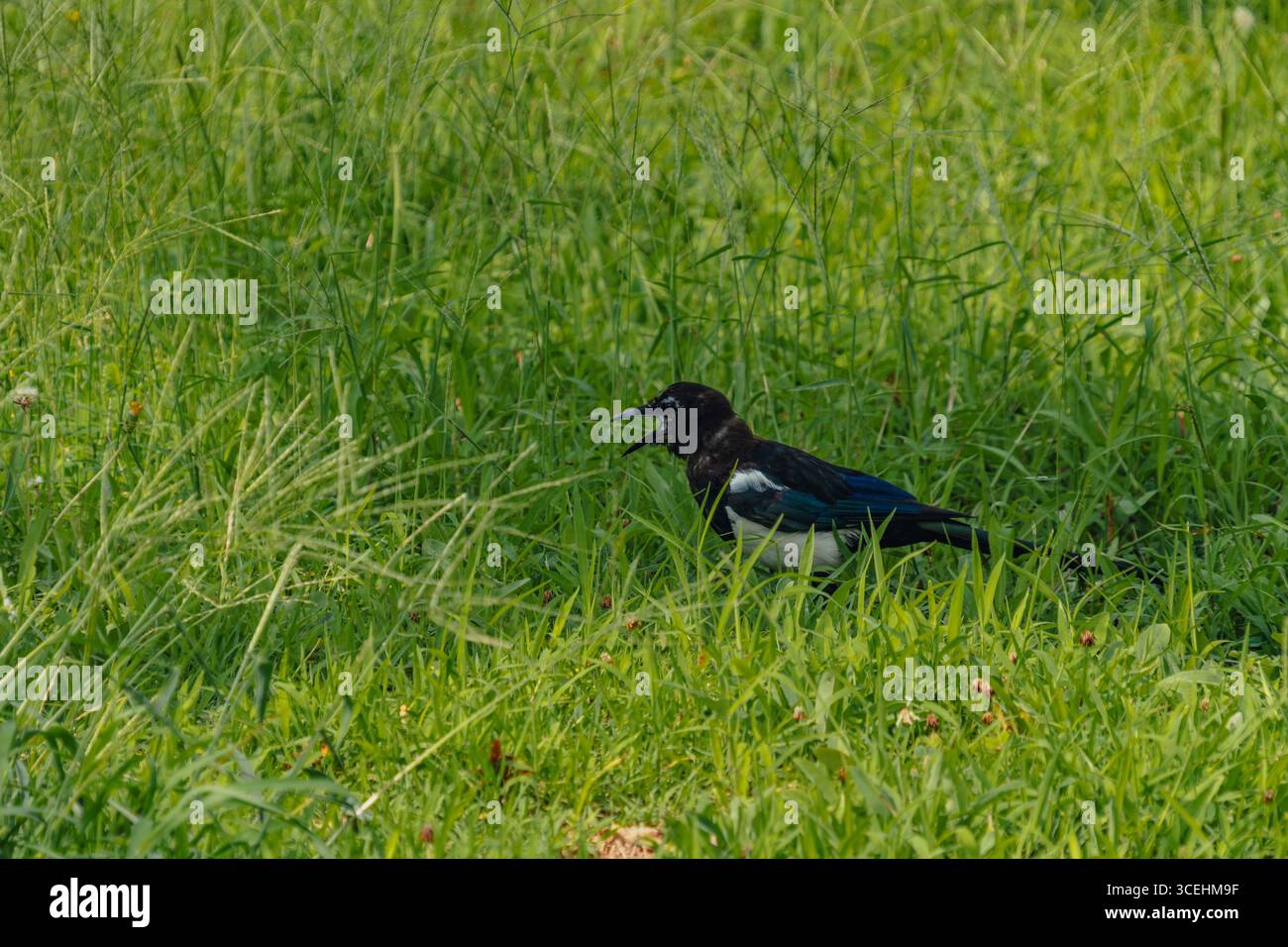Magpie con becco aperto in un campo di erba verde Foto Stock