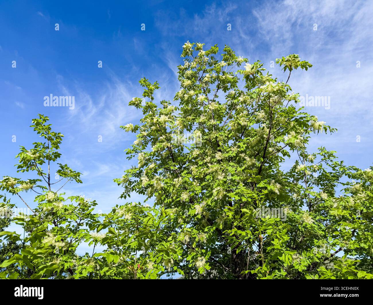 Frassino in fiore Fraxinus ornus albero nel cielo primaverile Foto Stock