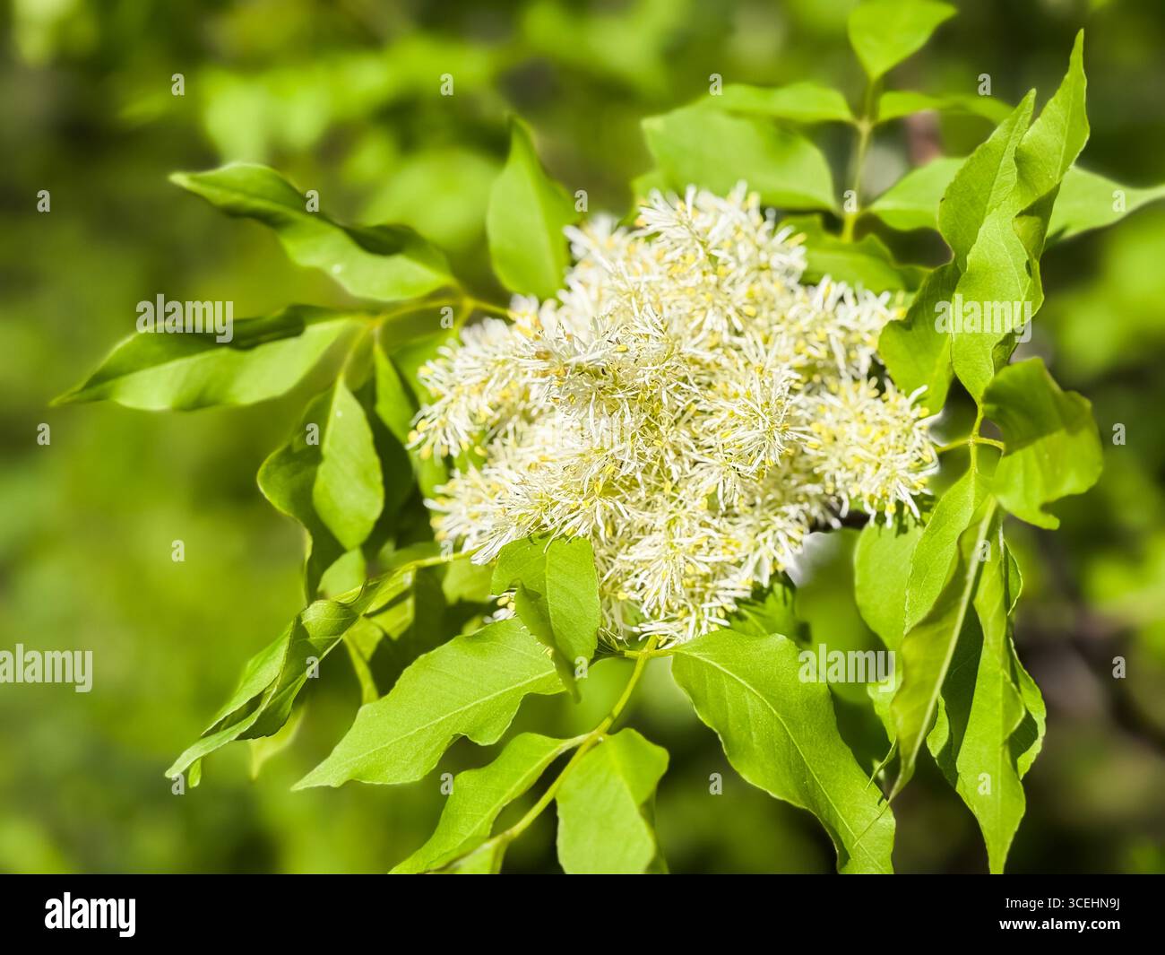 Frassino in fiore Fraxinus ornus in primavera primo piano Foto Stock