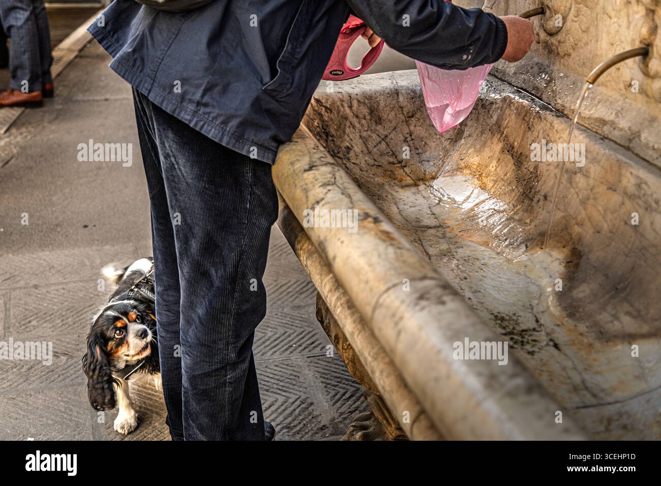 Cane che aspetta alla fontana d'acqua, Firenze Foto Stock