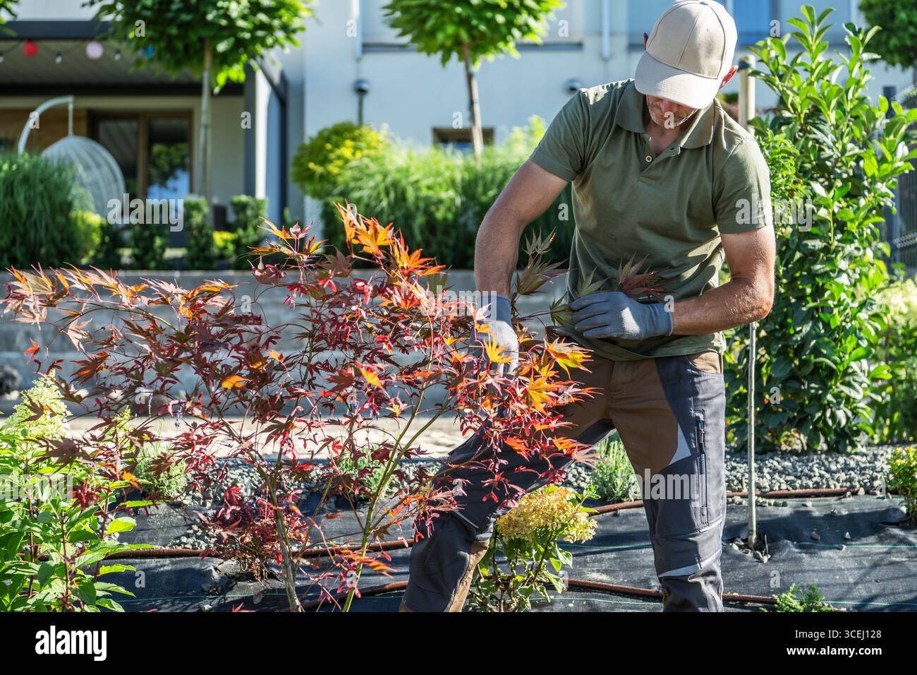 Un giardiniere potenzia con cura le foglie d'acero colorate in un cortile ben tenuto durante una giornata di sole limpido, circondato da vegetazione lussureggiante e piante in fiore. Foto Stock