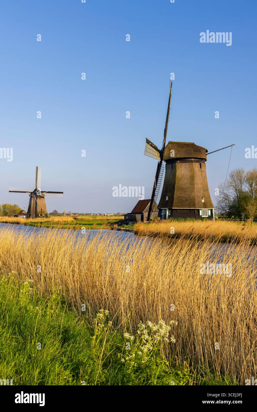 Pittoresco paesaggio olandese caratterizzato da storici mulini a vento, un tranquillo canale e una vibrante vegetazione nell'Olanda settentrionale Foto Stock