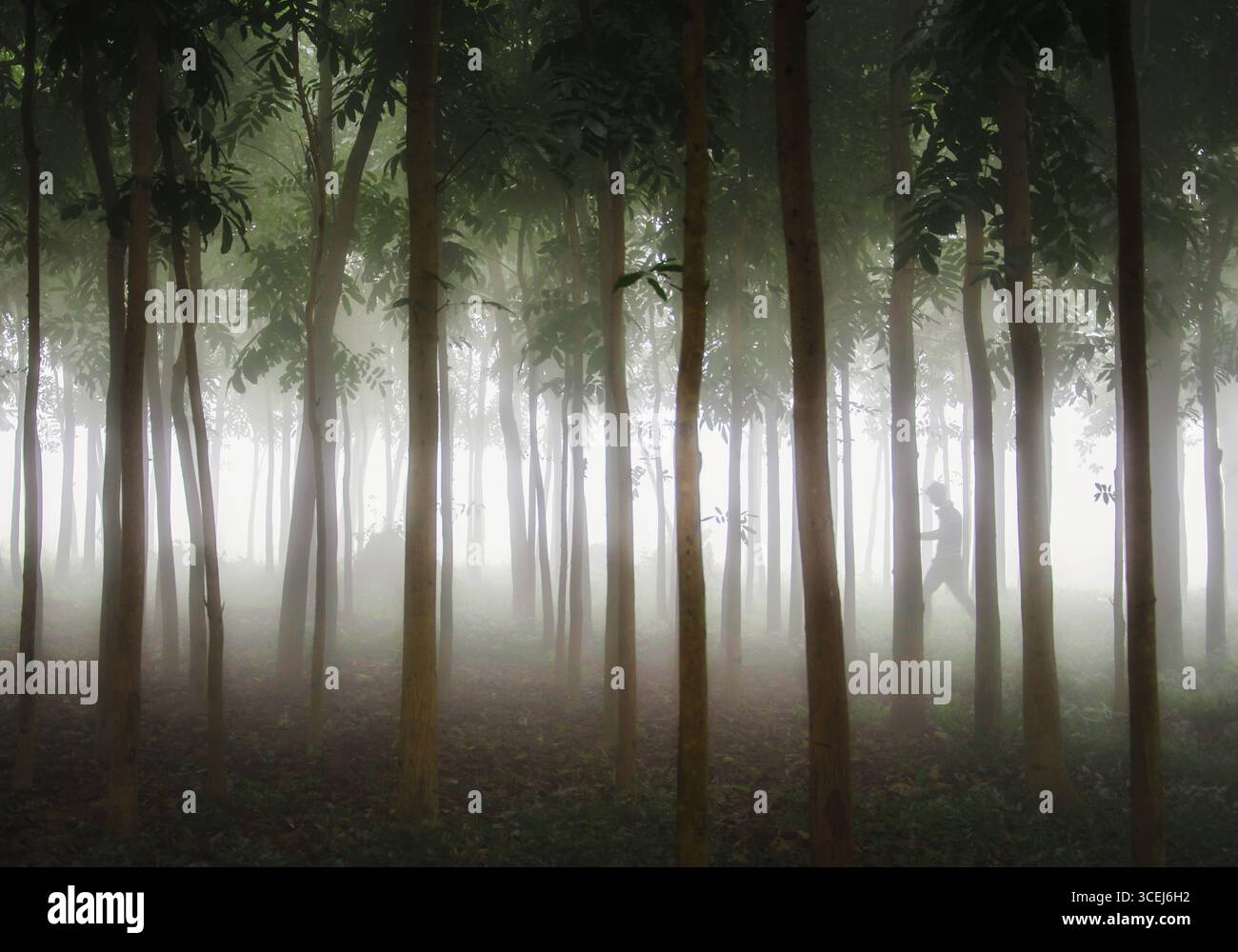 Bogura, Bangladesh - 28 novembre 2017: Vista di una foresta nebbiosa con alberi alti e sottili avvolti da una fitta nebbia, creando un'atmosfera eterea e misteriosa. Foto Stock