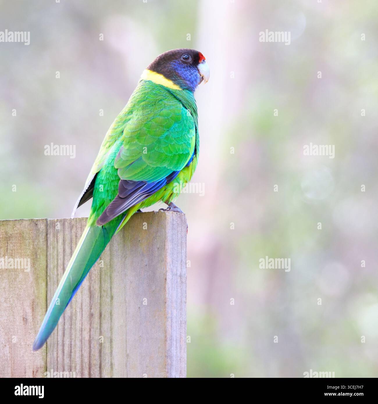 A Twenty Eight Parrot, Barnardius zonarius semitorquatus, una sottospecie del pappagallo australiano Ringneck, Margaret River, Australia Occidentale. Foto Stock