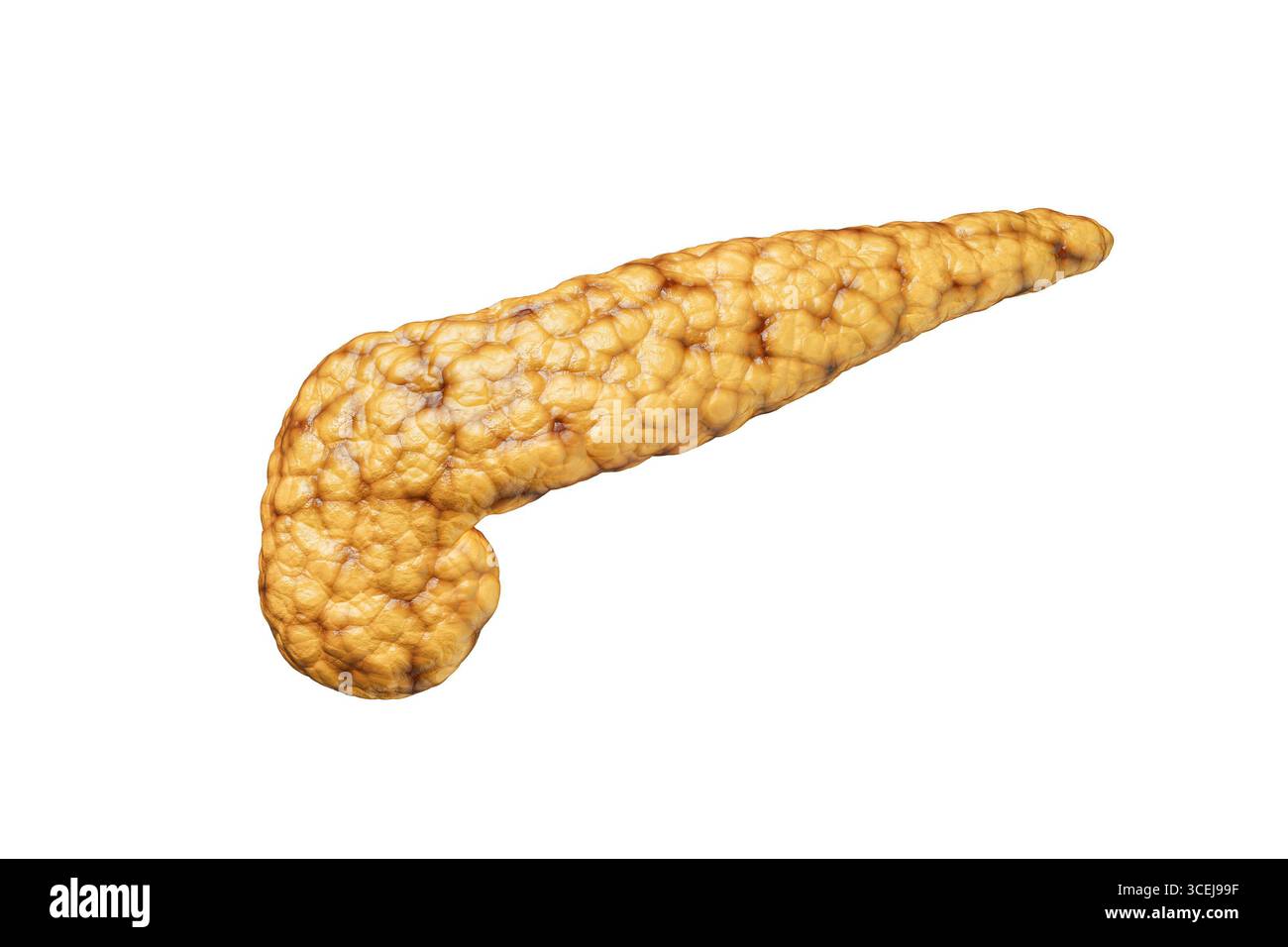 Vista anteriore del pancreas umano isolata su sfondo bianco con illustrazione di rendering 3D dello spazio di copia. Organo dell'apparato digerente anatomia, medico, s Foto Stock