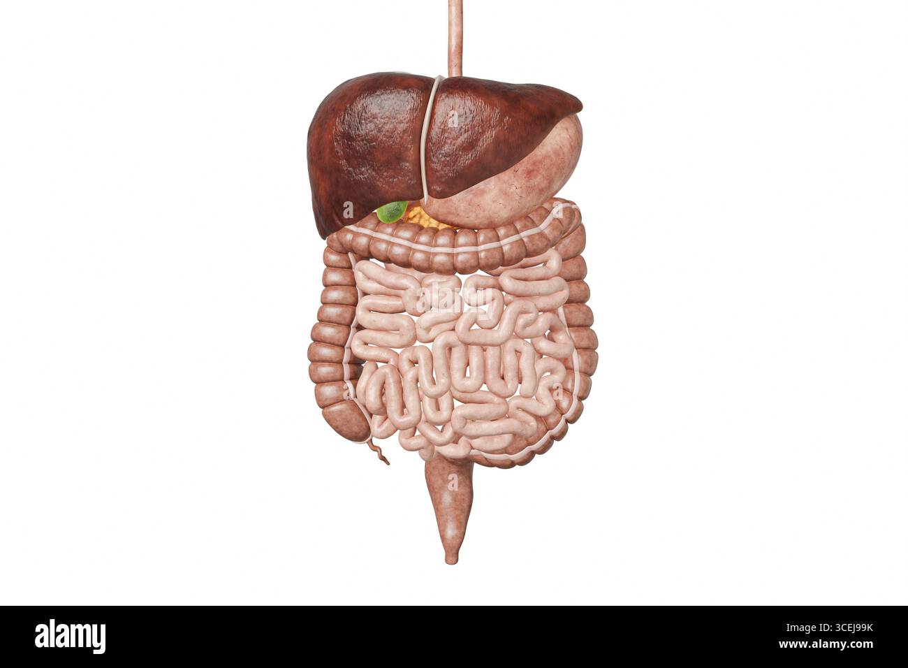 Anatomia del sistema digerente umano con organi interni isolati su sfondo bianco con illustrazione di rendering 3D dello spazio di copia. Medicina, scienza, biologia, Foto Stock