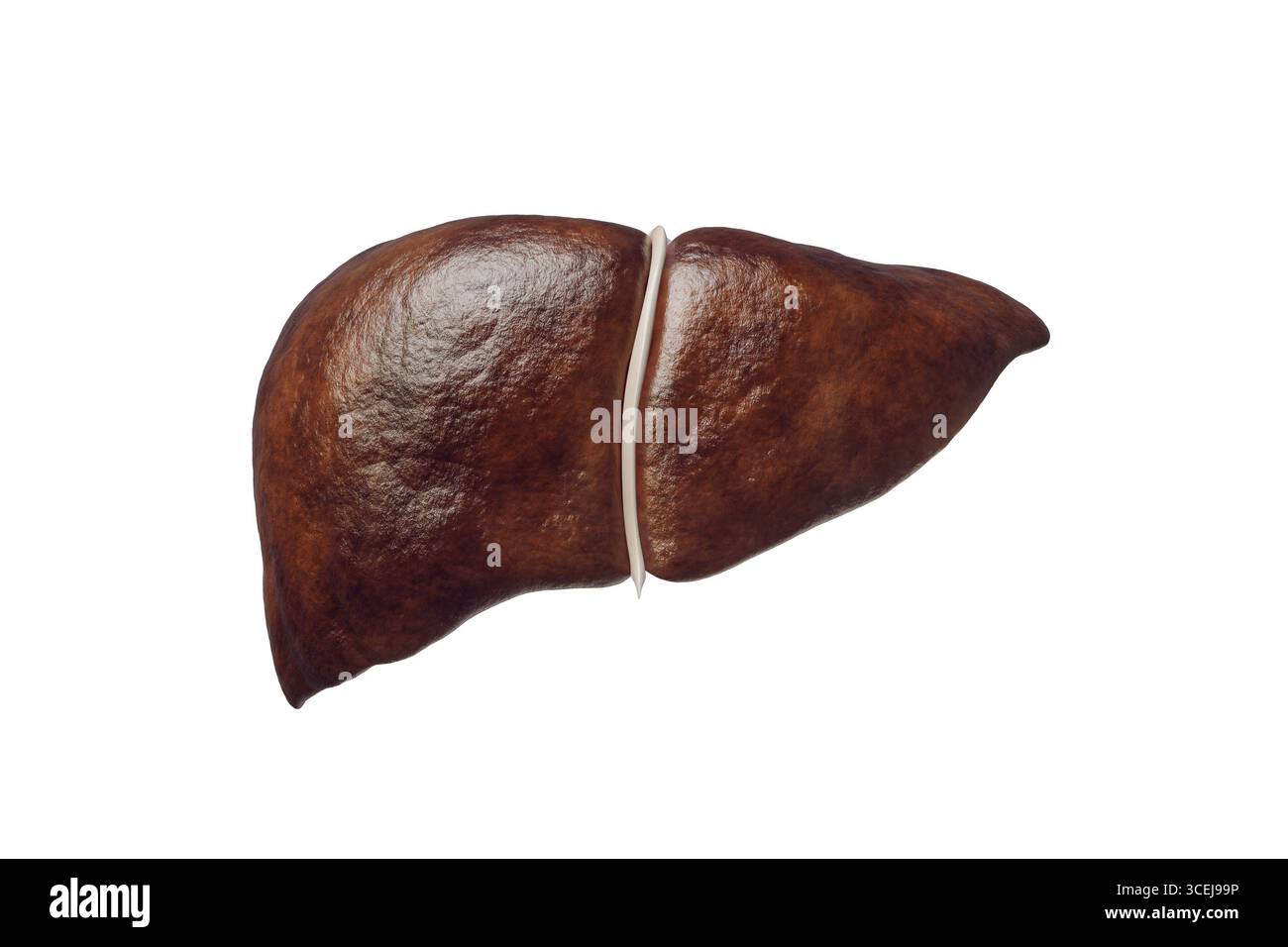 Vista anteriore del fegato umano isolata su sfondo bianco con illustrazione di rendering 3D dello spazio di copia. Organo dell'apparato digerente anatomia, medico, scie Foto Stock
